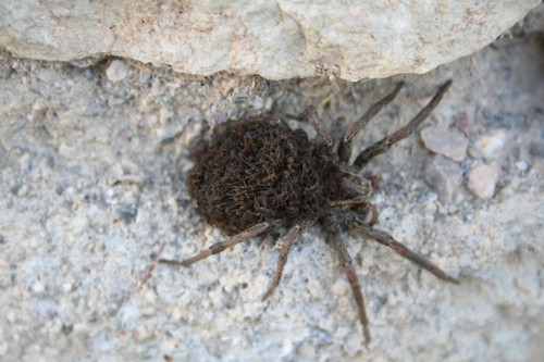 Hogna radiata